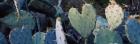 Close-up of Prickly Pear Cacti, Texas