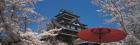 Cherry Blossom Matsue Castle Japan