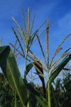 Corn Stalks