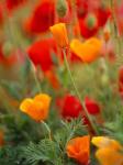 California Golden Poppies and Corn Poppies, Washington State