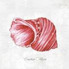 Red Seashell