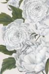 Grey Peony II