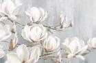 White Magnolia