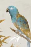 Blue Parrot II