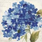 Hampton Hydrangea II