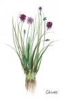 Chives