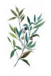 Olive I