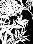 Monochrome Foliage III