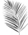 BW Palm IV