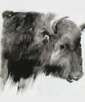 Black Bison