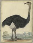 The Ostrich