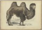 Camel Dromedary