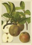 Russet Apples I