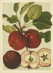 Red Veli Apples II