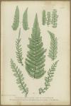 Polystichum