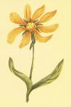 Arizona Wyethia