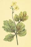 Chelidonium Majus