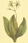 Clintonia