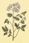 Cut Leaved Phacelia