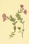 Epilobium Rigidum