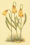 Fritillary