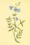 Greek Valerian