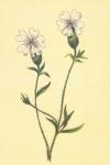 Silene Vulgaris