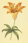 Wild Orange Lily