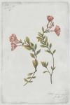 Botanical I