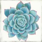 Pastel Succulent II