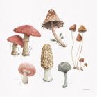 Mushroom Medley 03