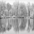 Tree Reflections