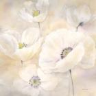 White Poppies II