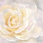 Watercolor Rose Closeup II