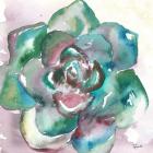 Succulent Watercolor IV