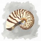Shells on Grey III