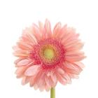 Gerbera Daisy