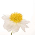 Gold Standard Peony