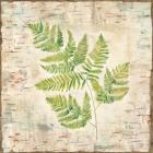 Birch Bark Ferns II