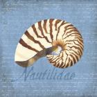 Oceanum Shells Blue III