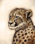 Cheetah Portrait