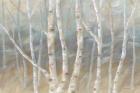 Silver Birch Landscape