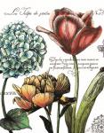 Botanical Postcard Color IV