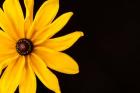 Black Eyed Susan I