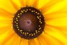 Black Eyed Susan II