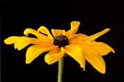 Black Eyed Susan III