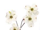 Dogwood Garland