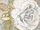 White Rose Blossom