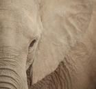 Elephant Up Close