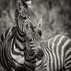 Zebra Pair